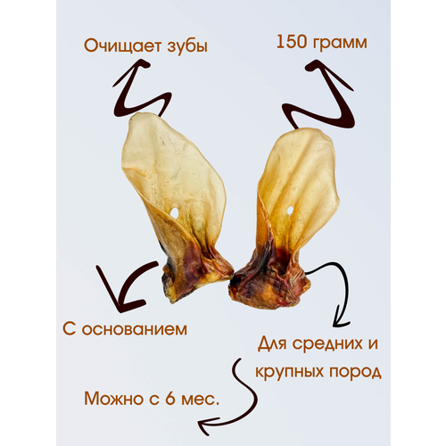 Лакомства для собак « Говяжьи уши», 2 шт. колено говяжье сушёное натуральное долгоиграющее жевательное лакомство для собак dogrog 1 шт