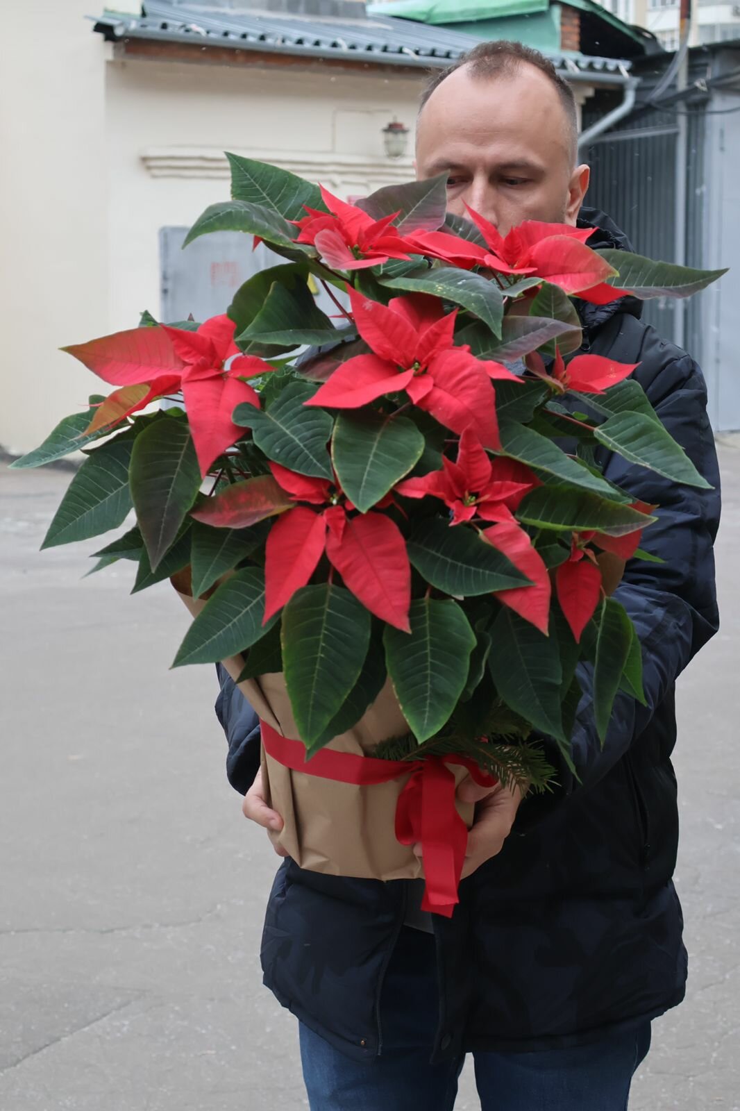 Большая Пуансеттия (D-21 H-50/60)