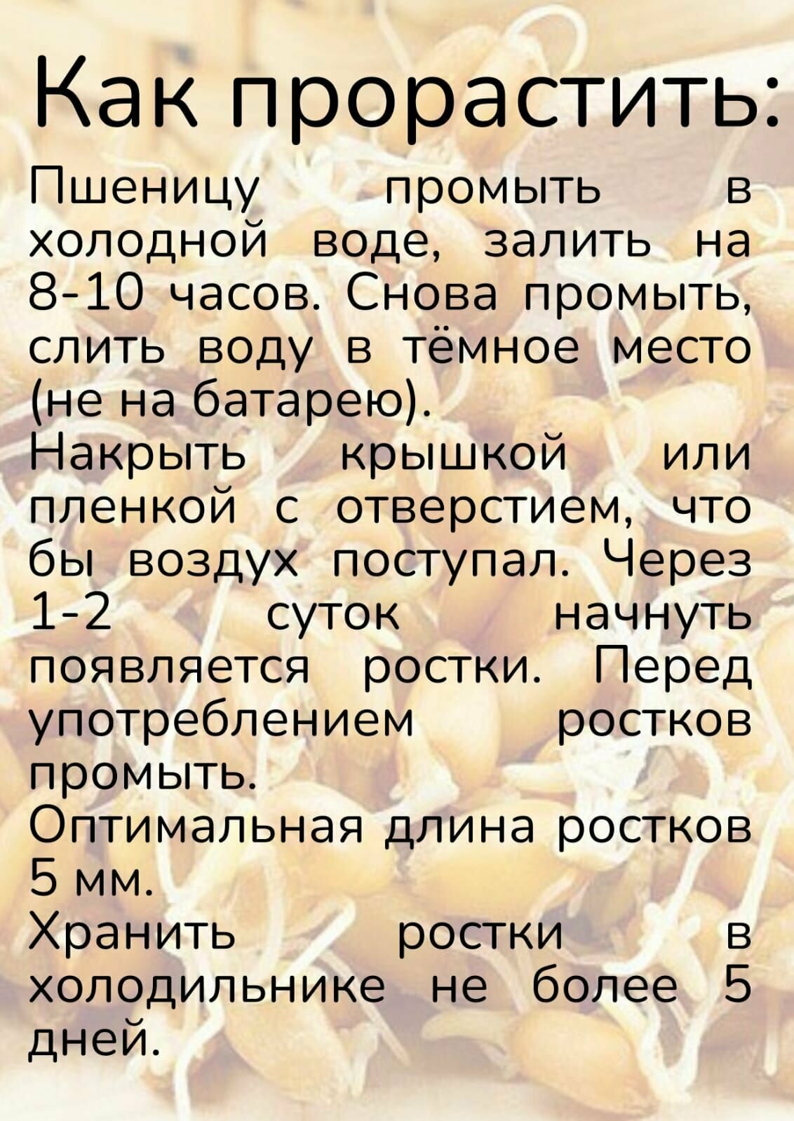 Пшеница для проращивания и приготовления витграсса С Алтайских полей, 1000 гр.