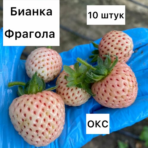 Клубника средне-ранняя бианка фрагола