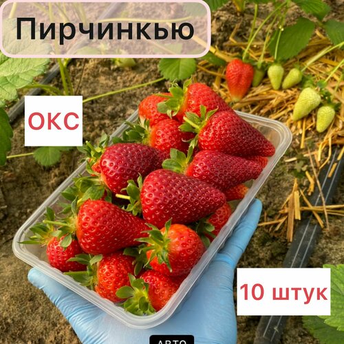 Клубника ранняя Пирчинкью 10 штук окс