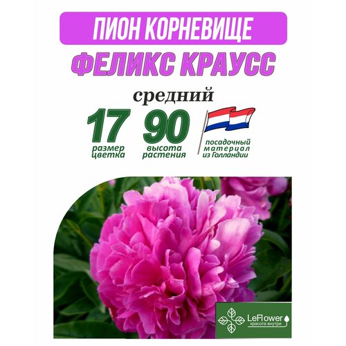 Пион Корневище, Феликс Краусс, 1шт, Нидерланды