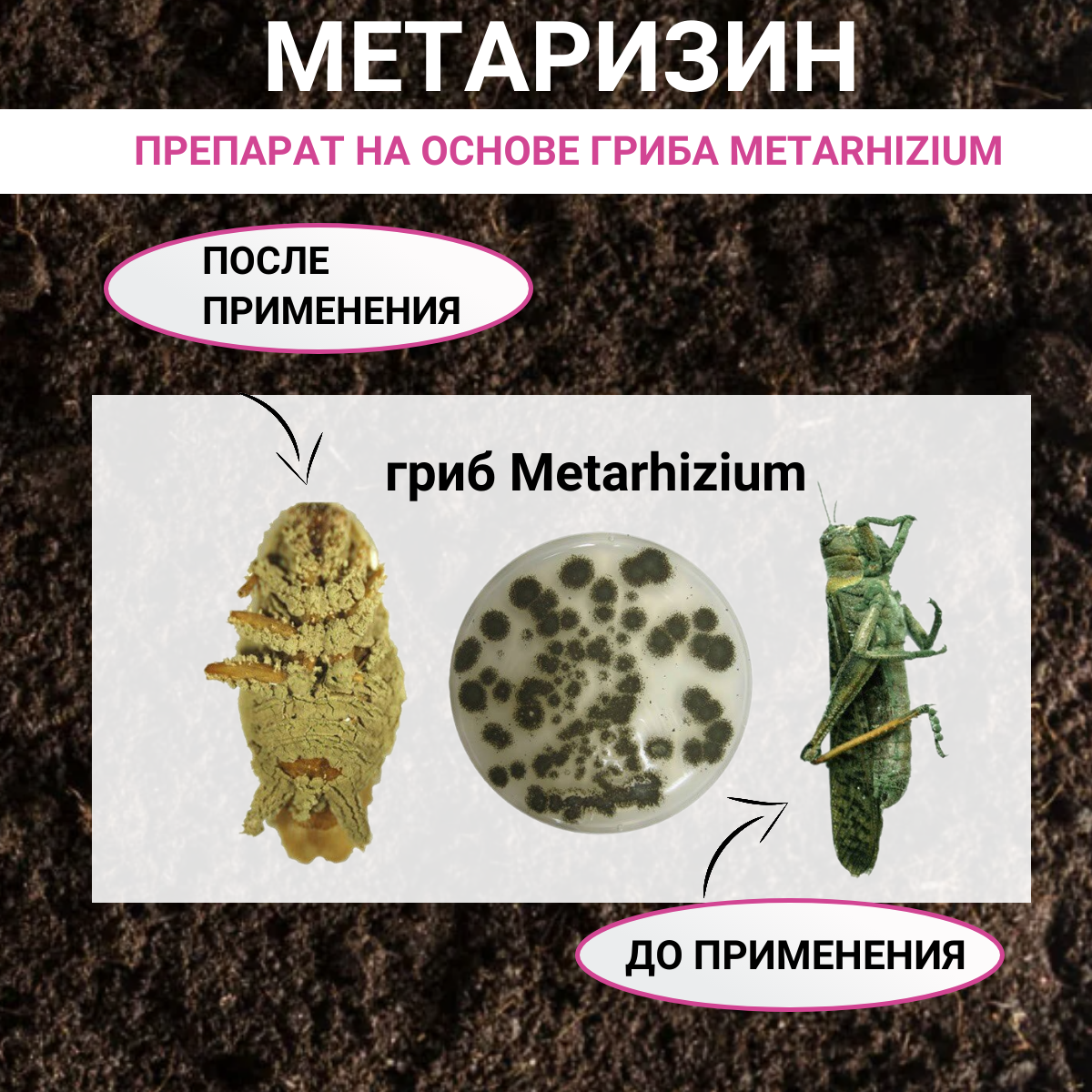 Метаризин биоинсектицид от садовых вредителей в почве 25 г, 10 шт - фотография № 3
