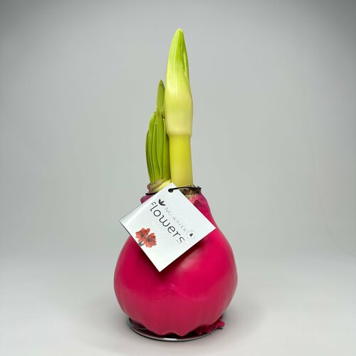 Амариллис в розовом воске