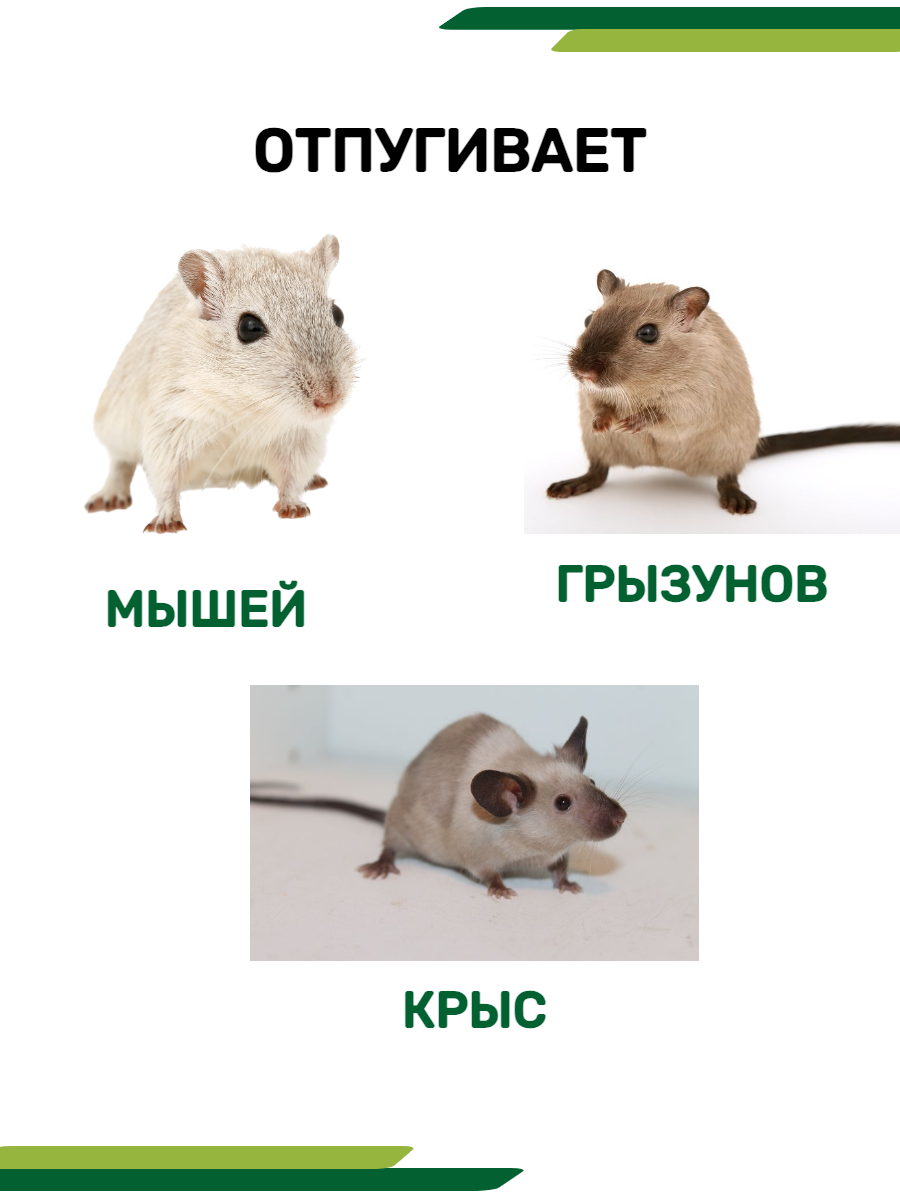 Отпугиватель мышей ультразвуковой Цунами - фотография № 4