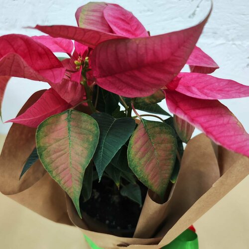 Композиция 