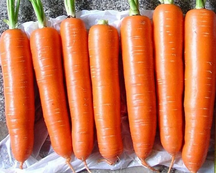 Коллекционные семена моркови Октаво F1