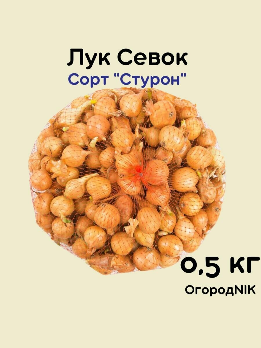 Лук Севок сорт "Стурон"