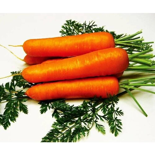 Коллекционные семена моркови Саманта F1
