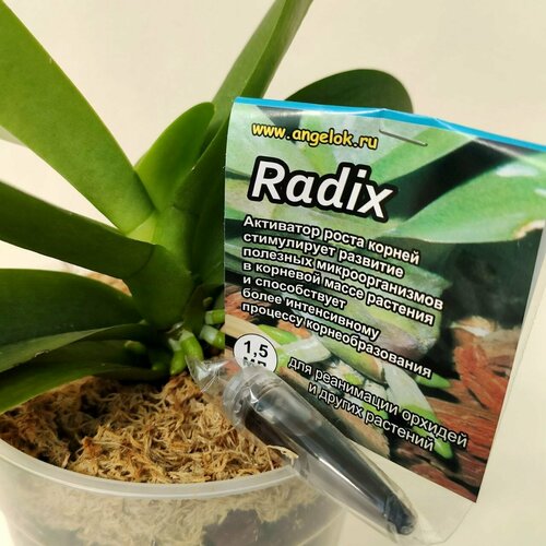 Стимулятор роста корней Радикс для орхидей (Radix) 1,5 мл Ангелок polygala tenuifolia willd polygalae radix yuanzhi