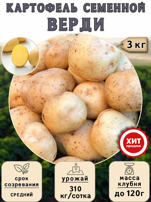 Клубни картофеля на посадку Верди (суперэлита) 3 кг Средний