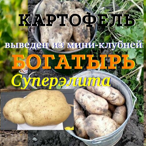 Семенной селекционный картофель богатырь Суперэлита 5 кг чипборд 040 сынок