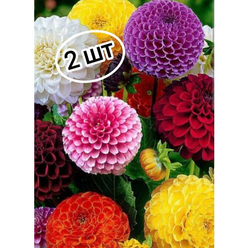 красный, фиолетовый, микс, оранжевый, желтый, розовый