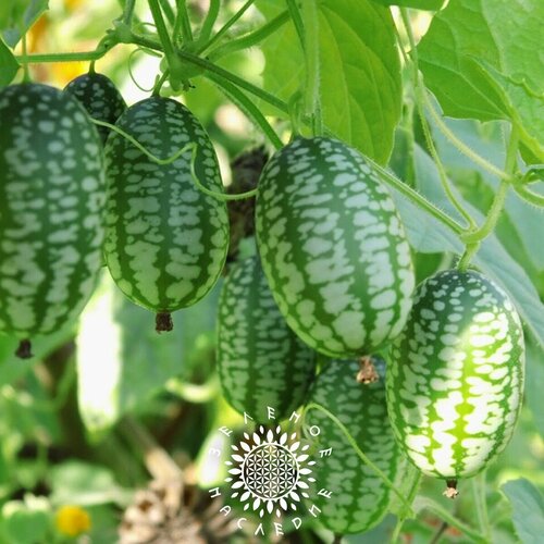 Семена Мелотрия шершавая - Арбузный огурец лат Melothria scabra 15шт 390₽