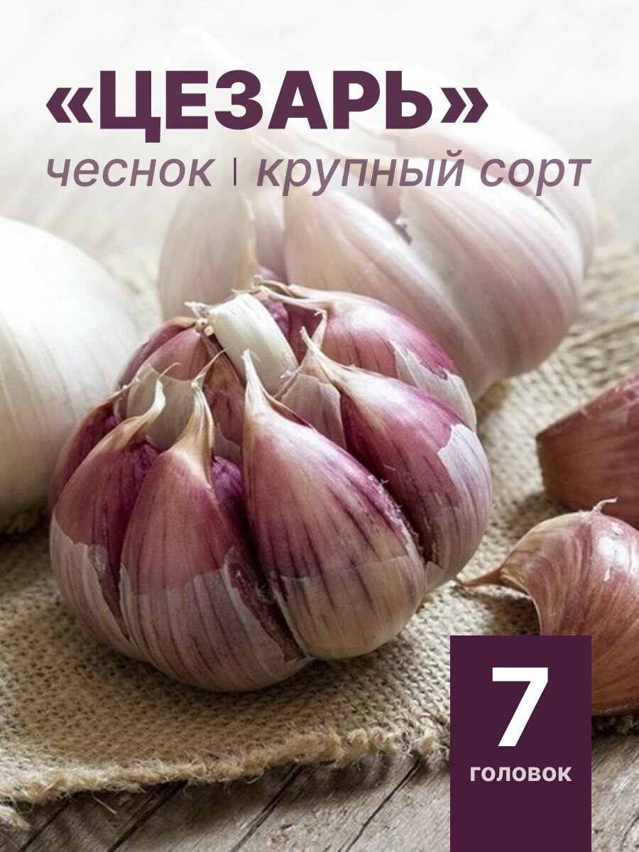 Чеснок крупный "Цезарь" на посадку 7 головок