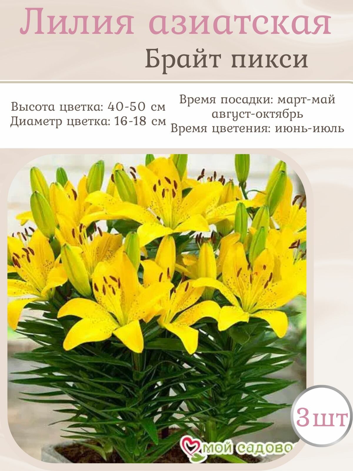 Лилия Азиатская, многолетние цветы, луковицы 3 шт