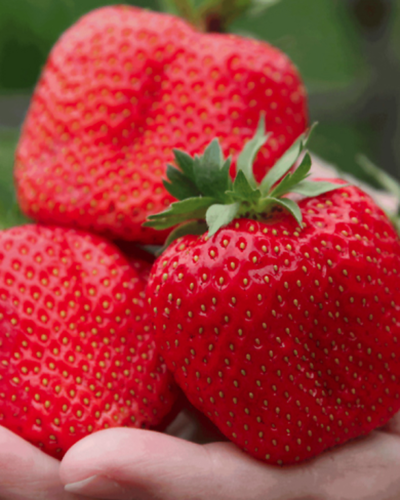 Изображение товара Клубника ремонтантная (крупноплодная) Свит Мери XXL 5 шт / морозостойкий