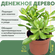Денежное дерево - Крассула овата - Толстянка (20см)