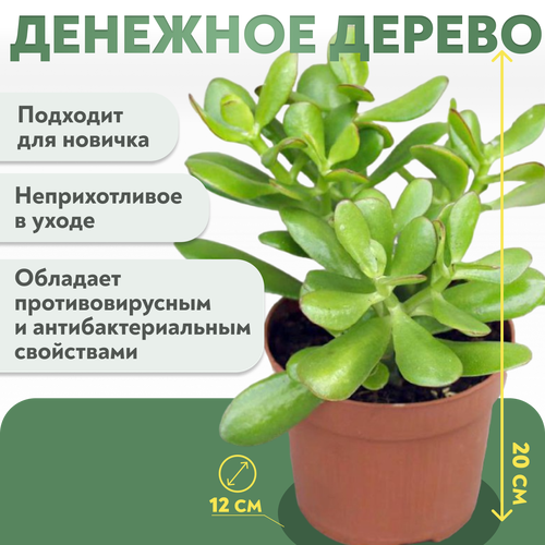 Денежное дерево - Крассула овата - Толстянка (20см) зеленый