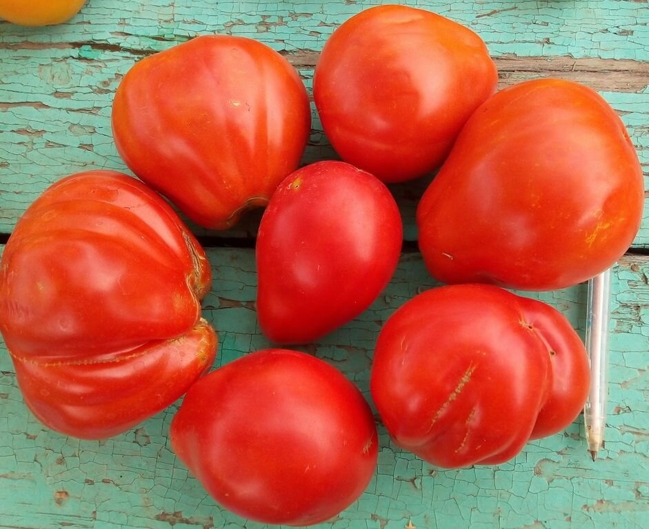 Коллекционные семена томата Истинный