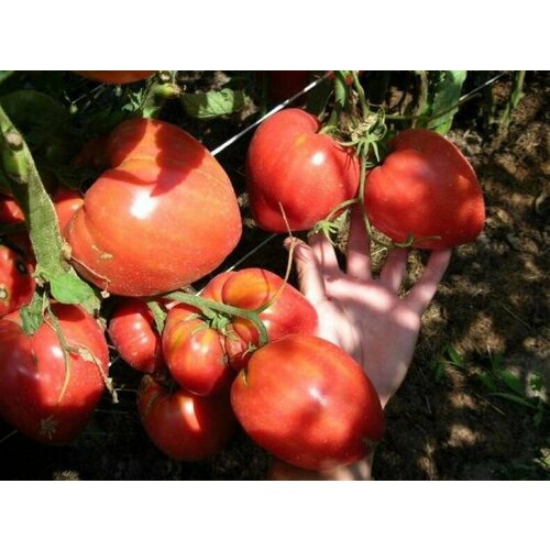 Коллекционные семена томата Житель Южной Америки