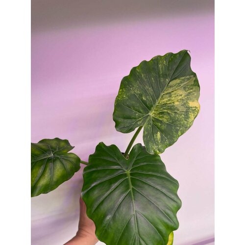 Алоказия Гагеана Аурея вариегатная (Alocasia Gageana aurea var)