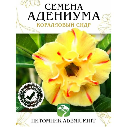 Адениум Коралловый Сидр 4 шт, семена суккулента цветущего для дома, цветок комнатный Роза пустыни