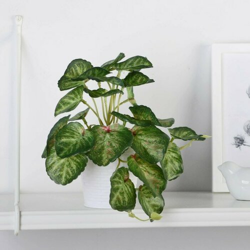 Бонсай в горшке Сингониум манго 9х17 см 1223₽