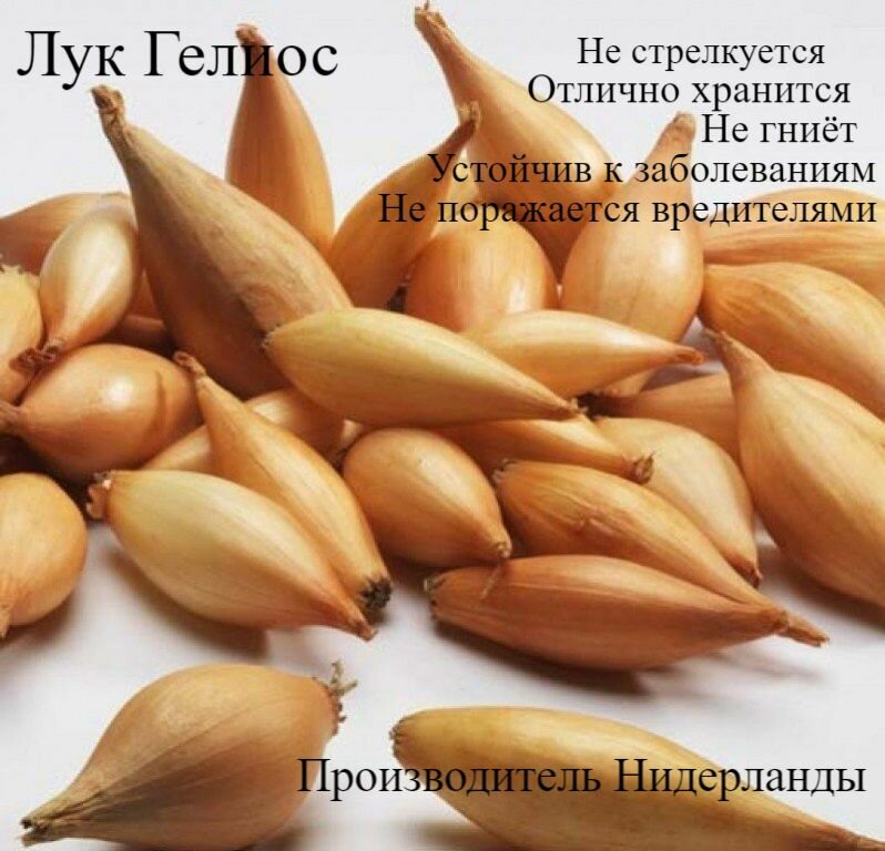 Лук севок на посадку 