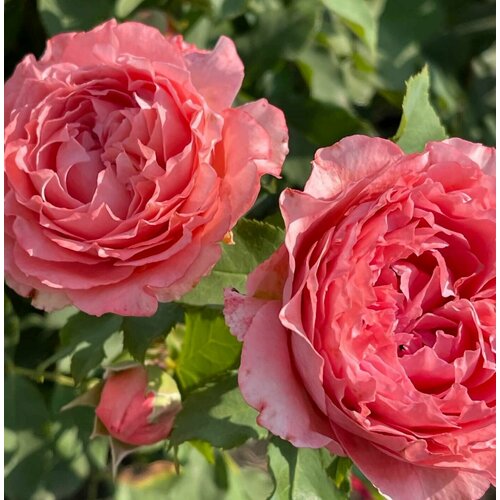 Роза парковая Корал Желе 2 года / кор роза опен армс на штамбе 140 см
