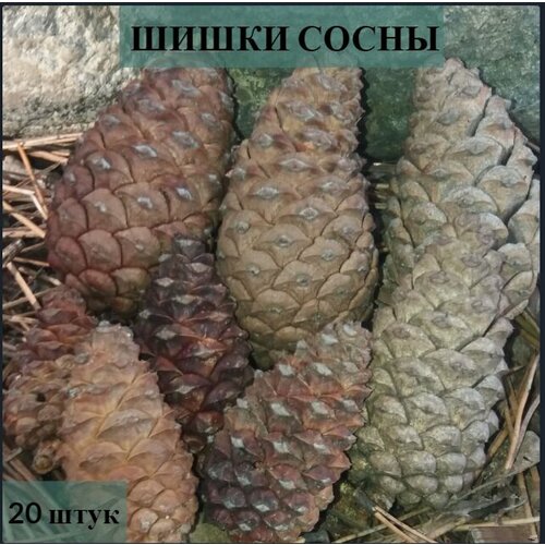 Сосновые шишки шишки сосновые 10 л