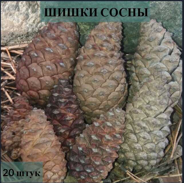 Сосновые шишки