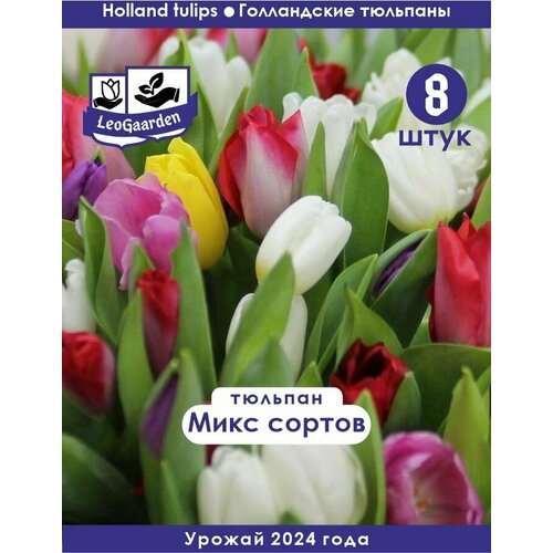 Тюльпан Луковица, Микс сортов, 8шт sta луковица тюльпан gold fever x5