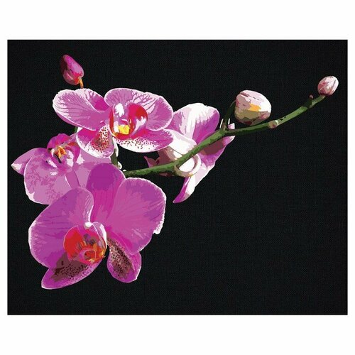 Картина по номерам на черном холсте Цветы орхидеи, 40 x 50 см