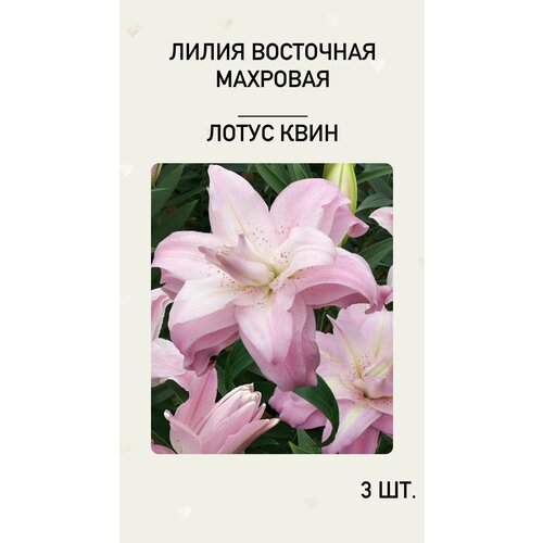 Лилия, луковицы многолетних цветов