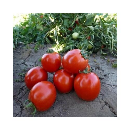 Томат Асвон F1 Kitano Seeds из проф. упаковки