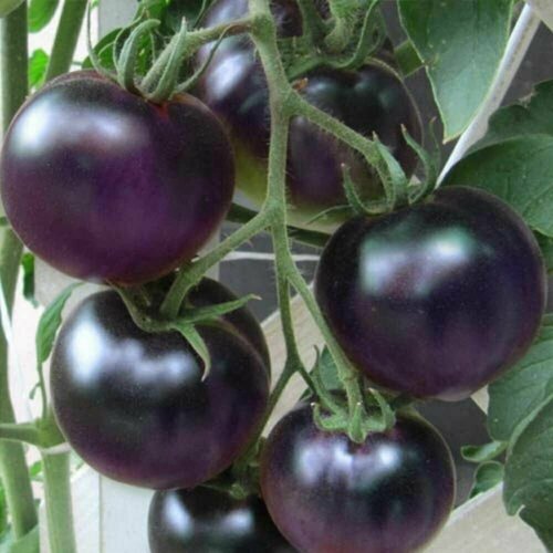 Коллекционные семена томата Фиолетовый