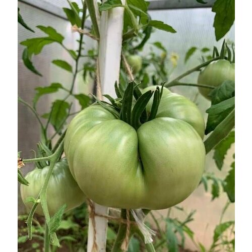 Коллекционные семена томата Фамильный Прескотта