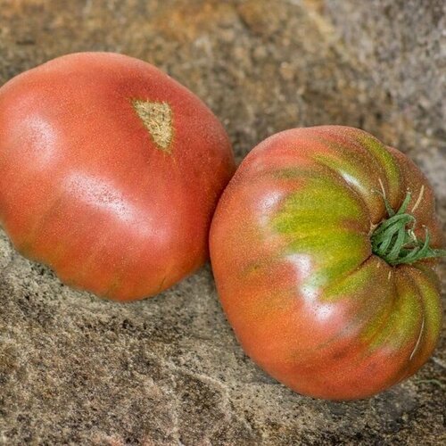 Коллекционные семена томата Чёрная Мамба