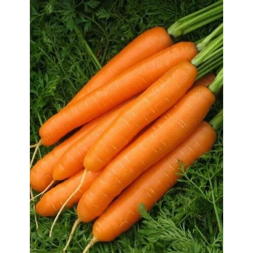 Коллекционные семена моркови Наполи F1