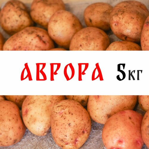 Семенной картофель сорта Аврора 5кг, клубни