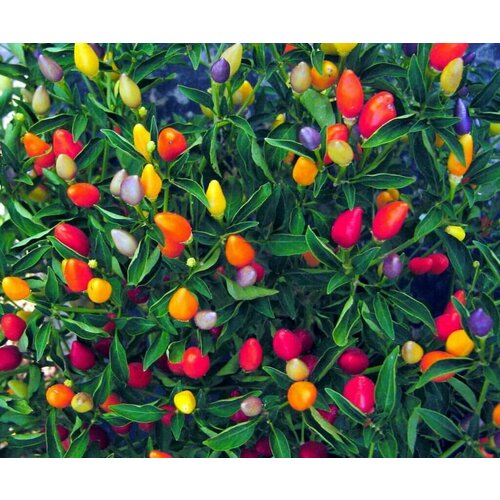 Семена Острый перец Пятицвет комнатный кустарниковый (для балкона), 5 шт