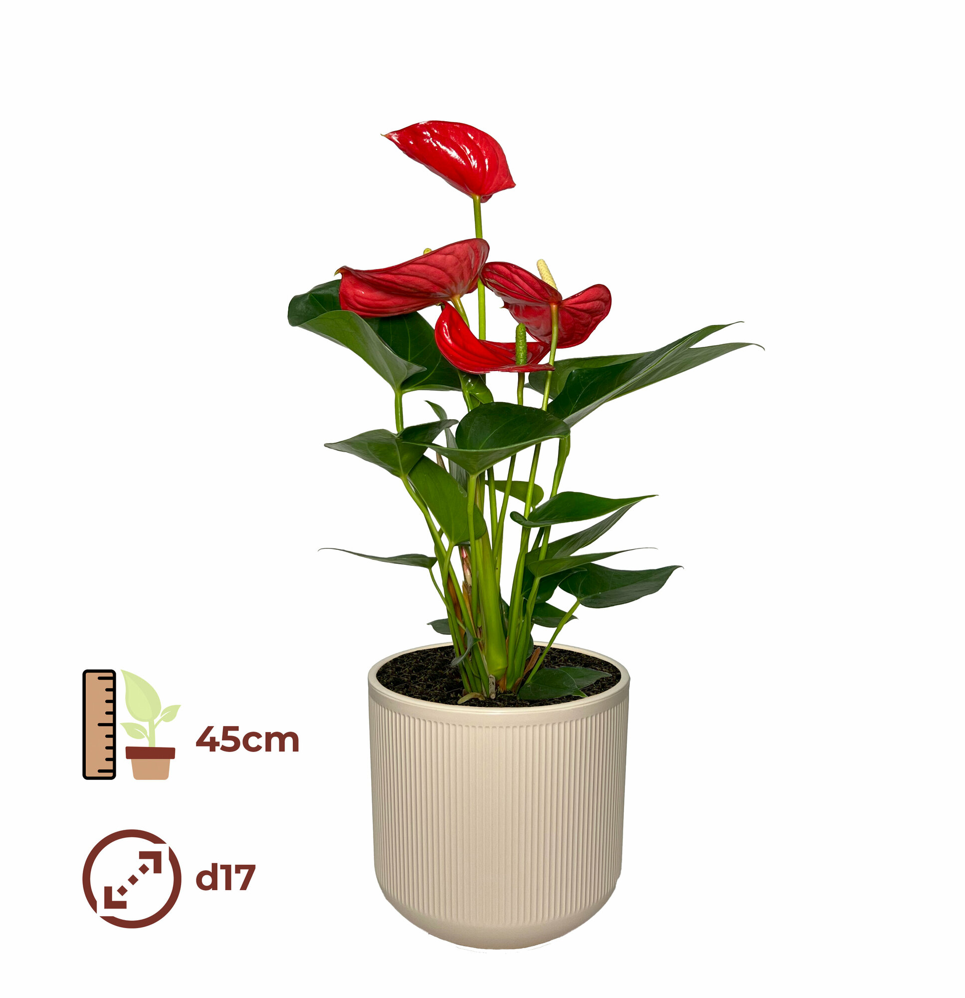 Антуриум Красный 17/45 цвет кашпо кремовый