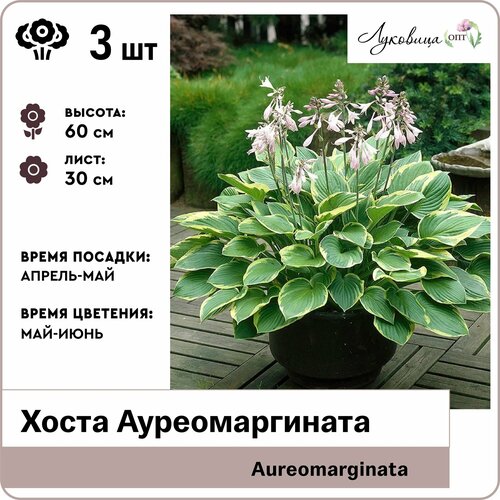 Хоста Ауреомаргината (Aureomarginata), корни 3шт, Голландия многолетние цветы хоста форчуна ауреомаргината