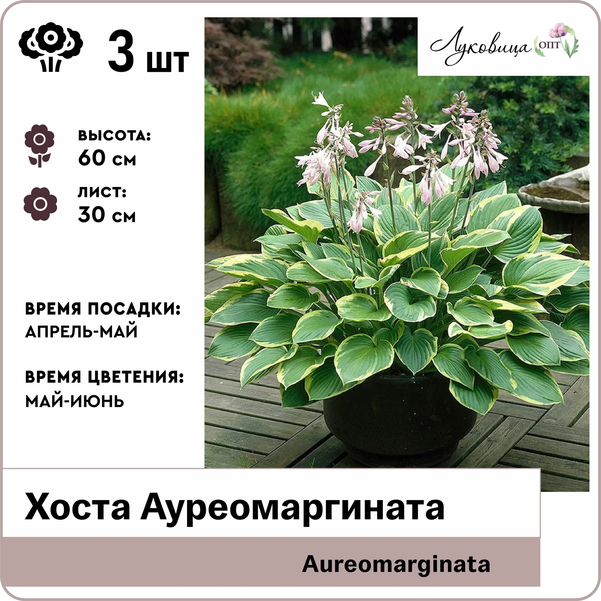 Хоста Ауреомаргината (Aureomarginata) корни 3шт Голландия