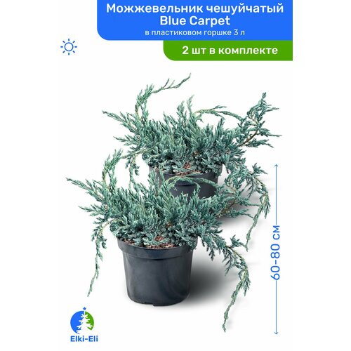 можжевельник блю карпет h20 40 см Можжевельник чешуйчатый Blue Carpet (Блю Карпет) 60-80 см в пластиковом горшке С3, саженец, хвойное живое растение, комплект из 2 шт