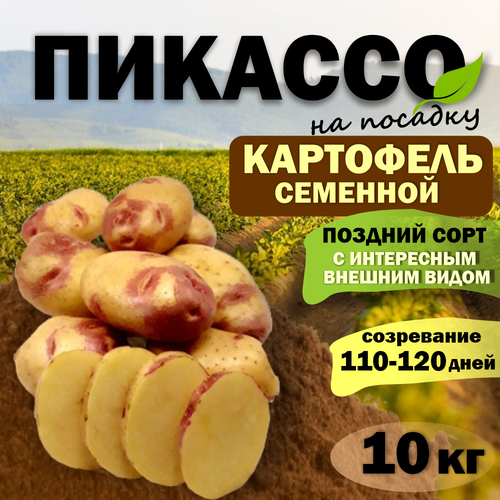 Картофель Пикассо - семенной клубень на посадку, Элита, 10кг