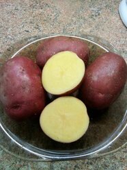 Семенной селекционный картофель Лукошко Суперэлита 1 кг