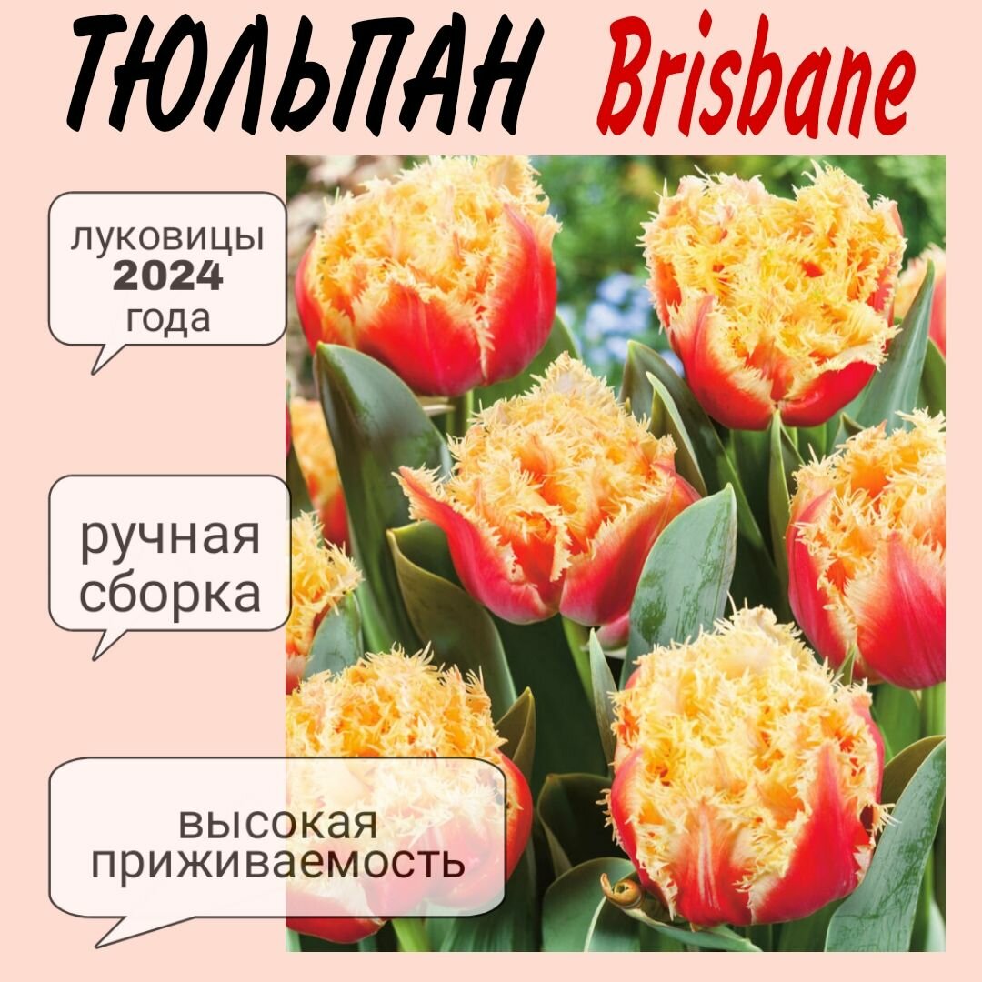 Луковицы тюльпана сорт "Brisbane" 3 шт