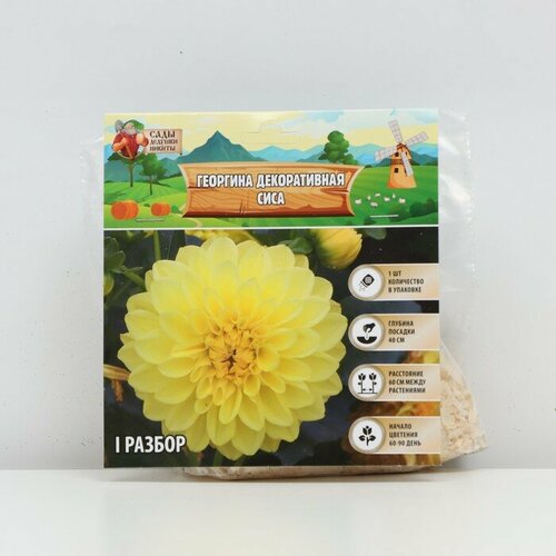 Георгина декоративная 